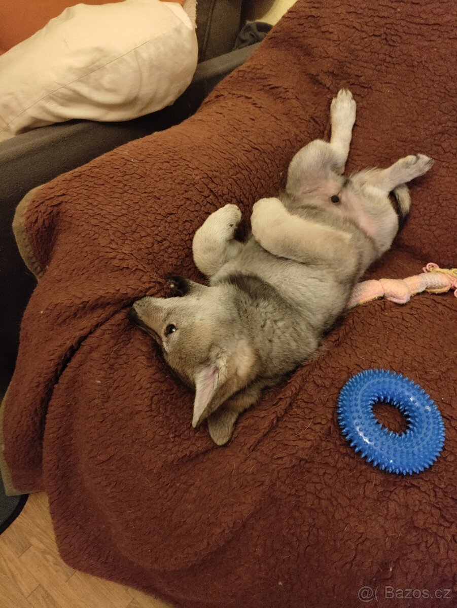 Československý vlčák - štěně s PP - 9