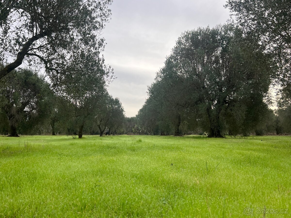 Olivový sad 9100m2 u moře - 9