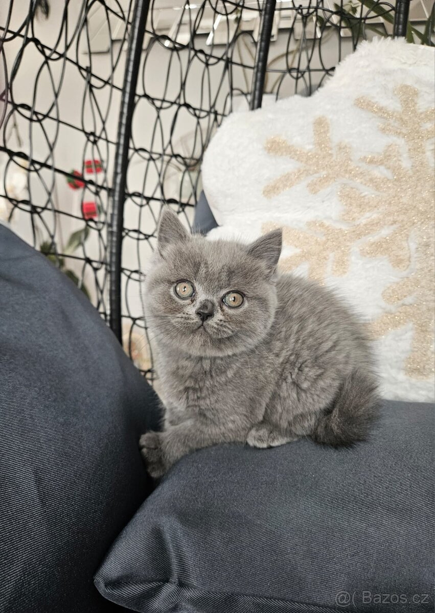 Britská koťátka - 9