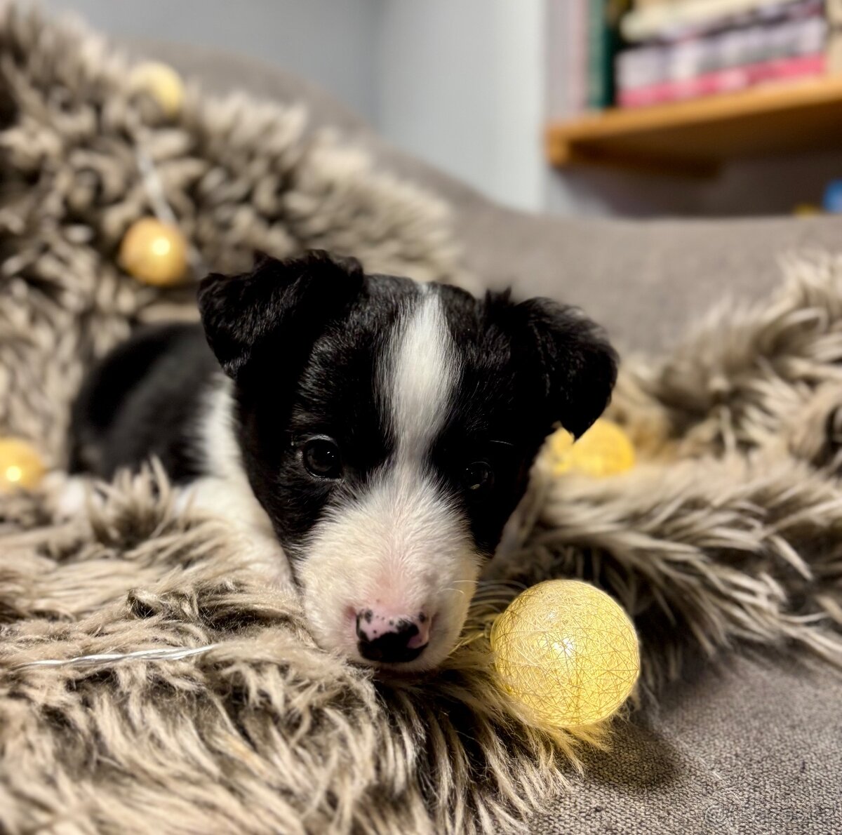 Border Kolie s PP - 9