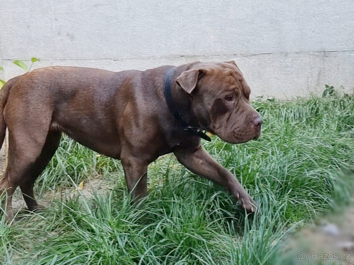 ČOKO K ADOPCI - zlomená něžná dušička - 9