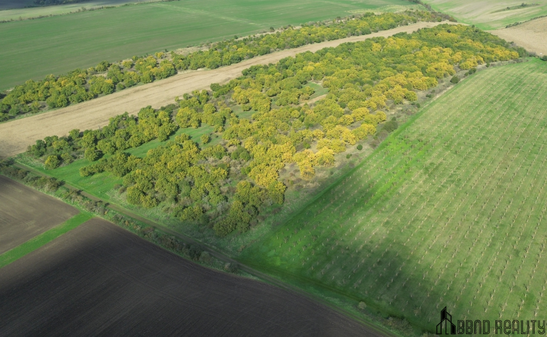 Prodej sadu, 22 292 m2 , Hustopeče u Brna - 9