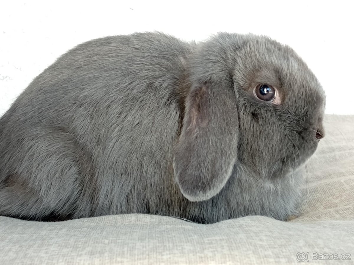 Samička Zakrslý Beránek MiniLop ❤️❤️ - 9