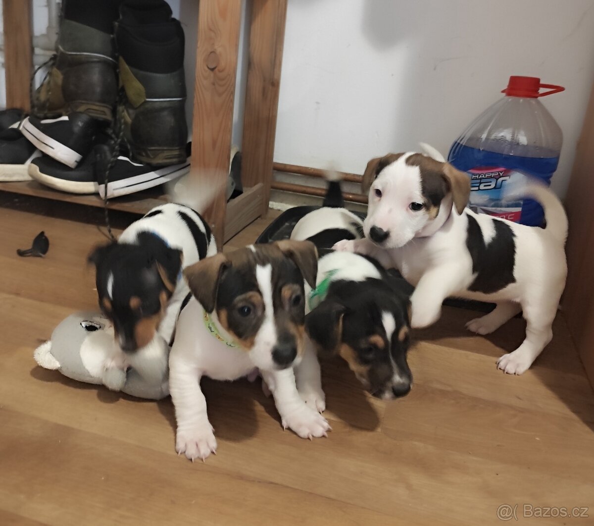 Jack Russell teriér - 9