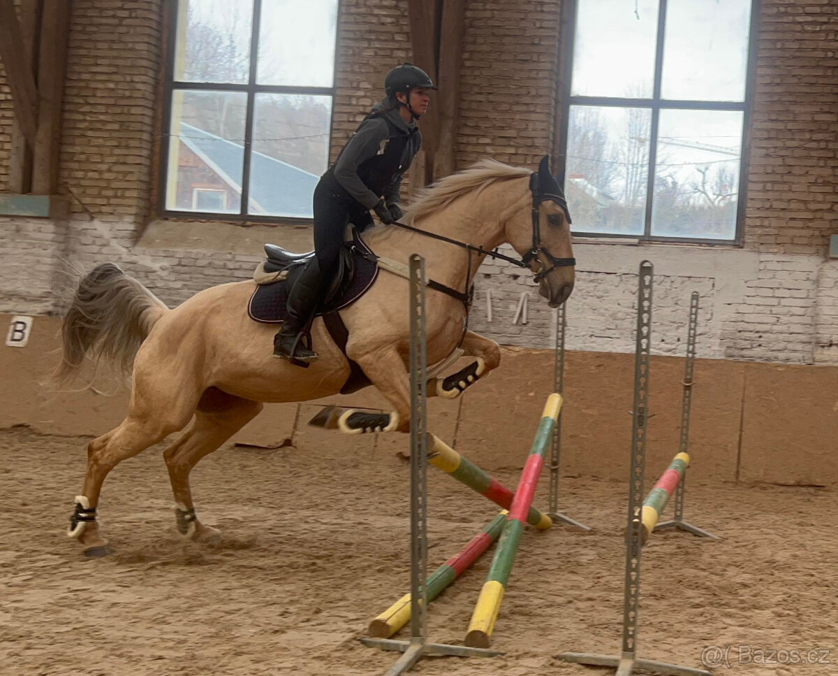 Klisna Rosa Kinská – krásná palomino - 9