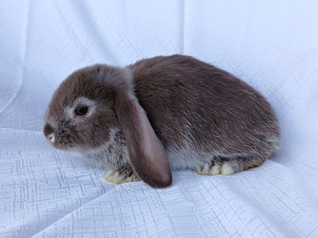 Zakrslí beránci a bílopesíkatí králíčci s rodokmenem - 9