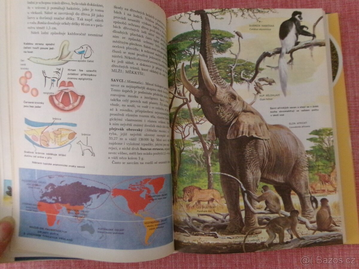 Od agamy po žraloka: Velký ilustrovaný slovník... - 9