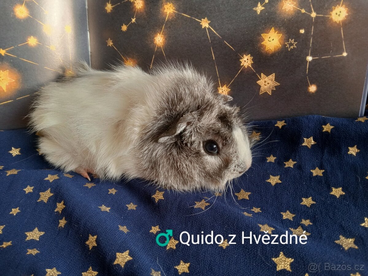 Morčátka CHS Z Hvězdné Liberec - 9