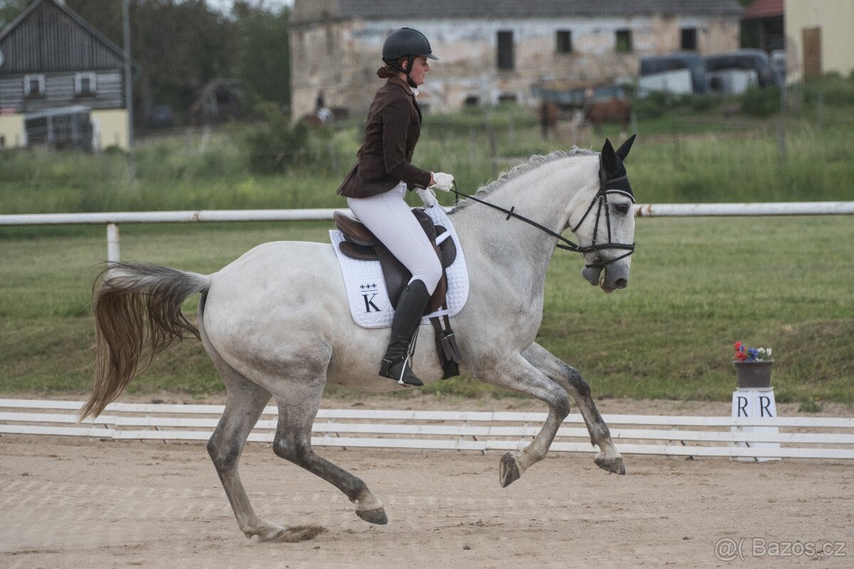 Starokladrubský valach na prodej - 9