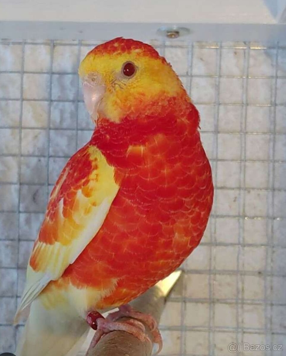 Austrália odcervenie S76 - 9