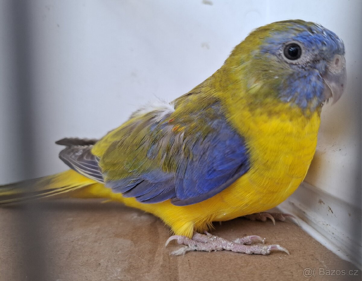 Neoféma tyrkysová žltobruchá - 9