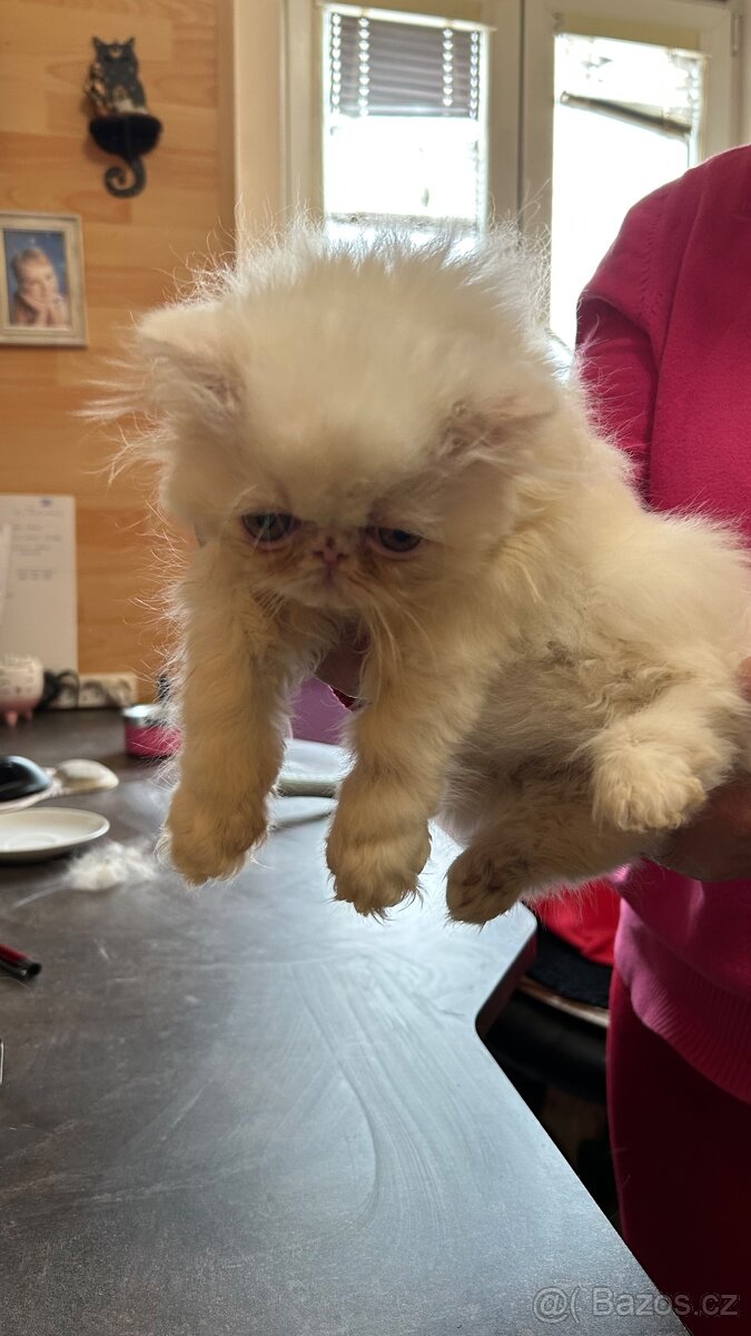Perské kotě - 9