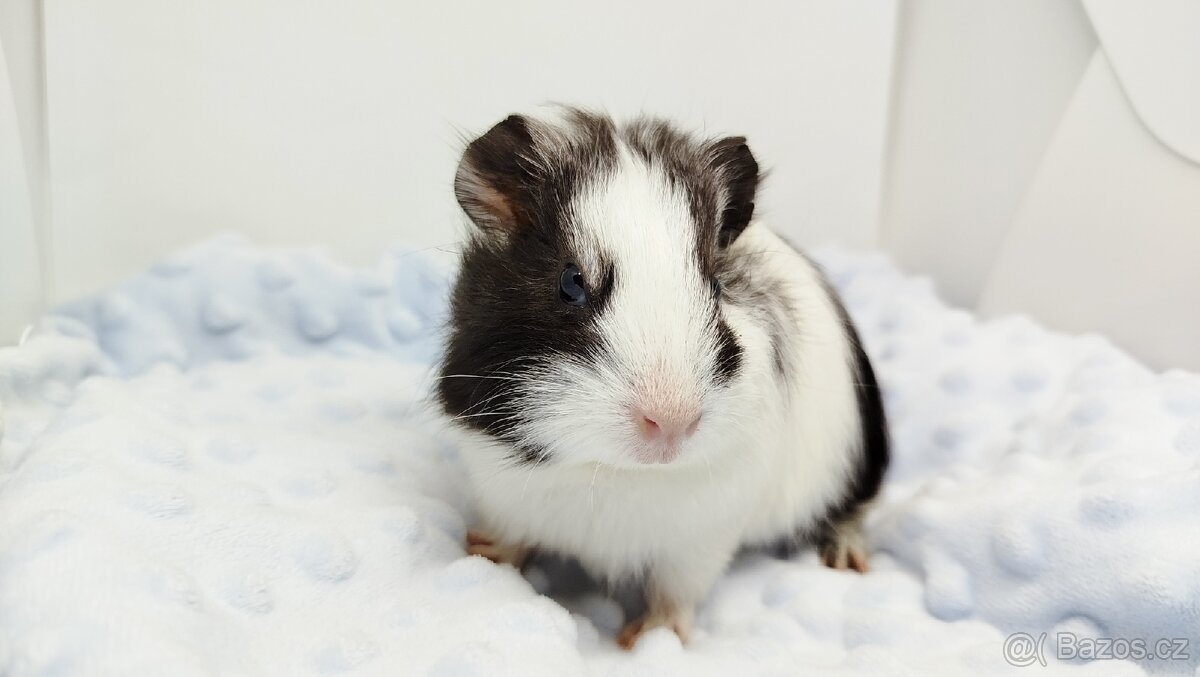 Morče, Morčata, Morčátko, Morčátka - BETTY - 9