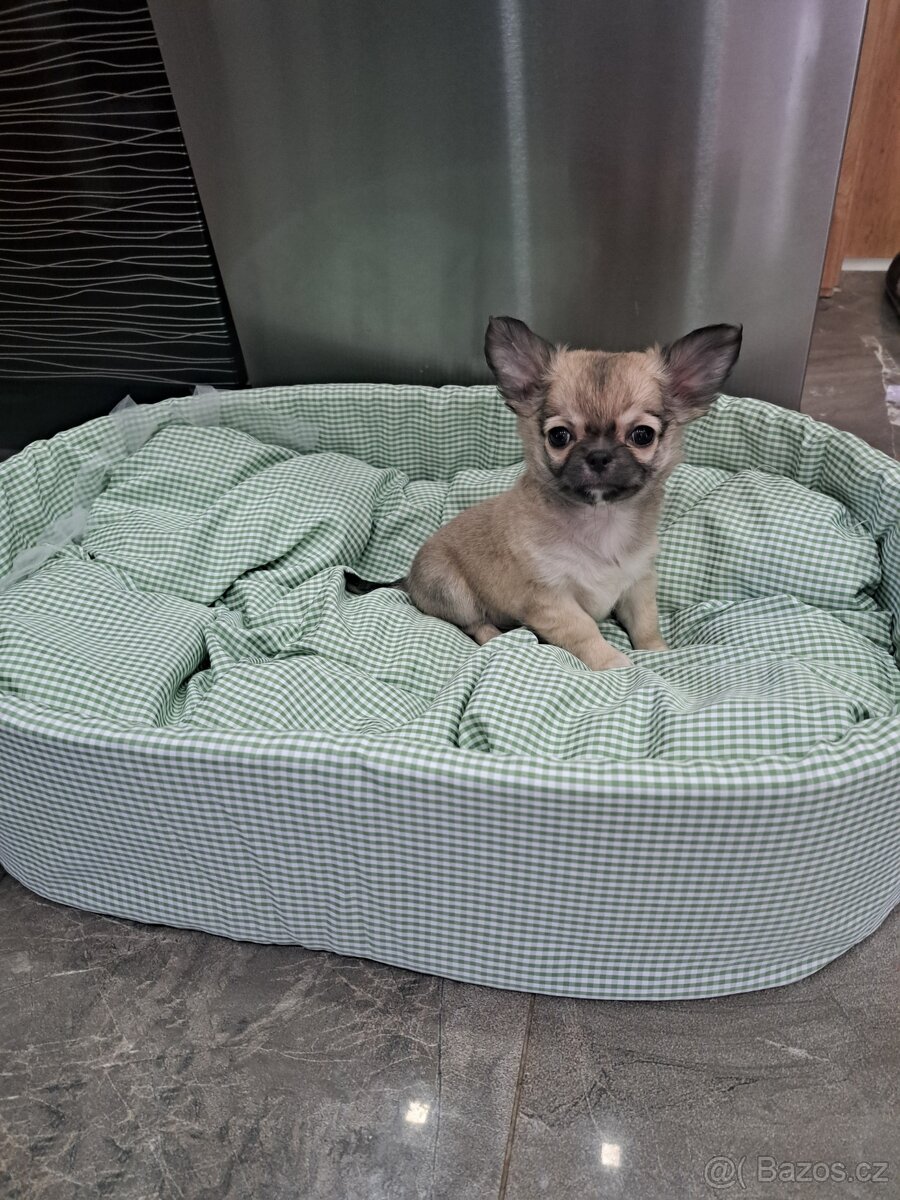 Čivava Mini pejsci - 9