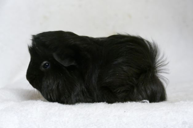 Morče peruánec - 9