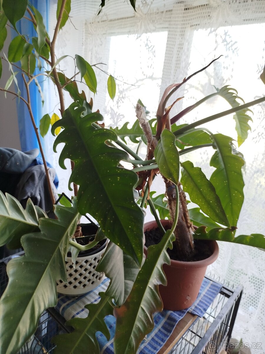 Pokojové rostliny - 9