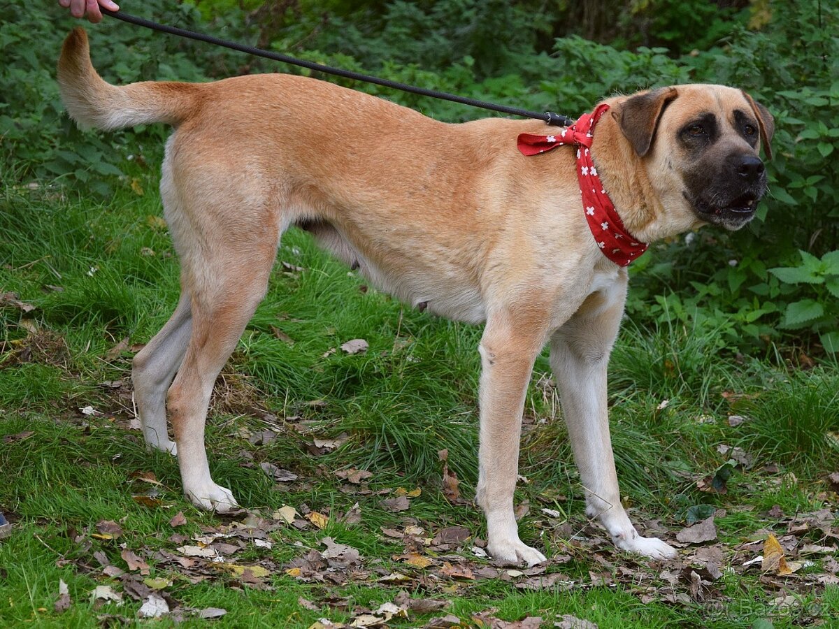 🐶 Tina – krásná a oddaná společnice 💛 - 9