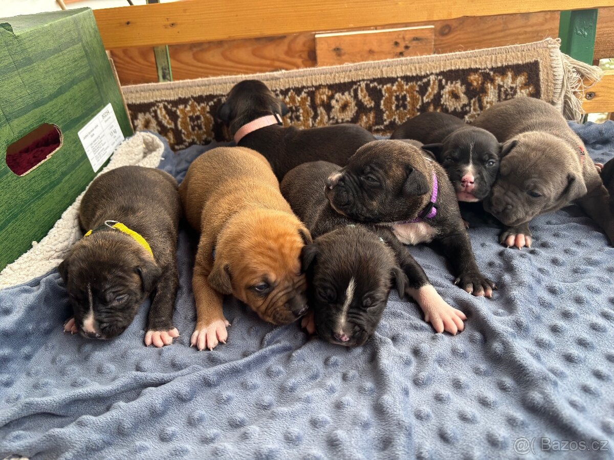 Americký stafordsirsky terier, Stafford, amstaf - 9