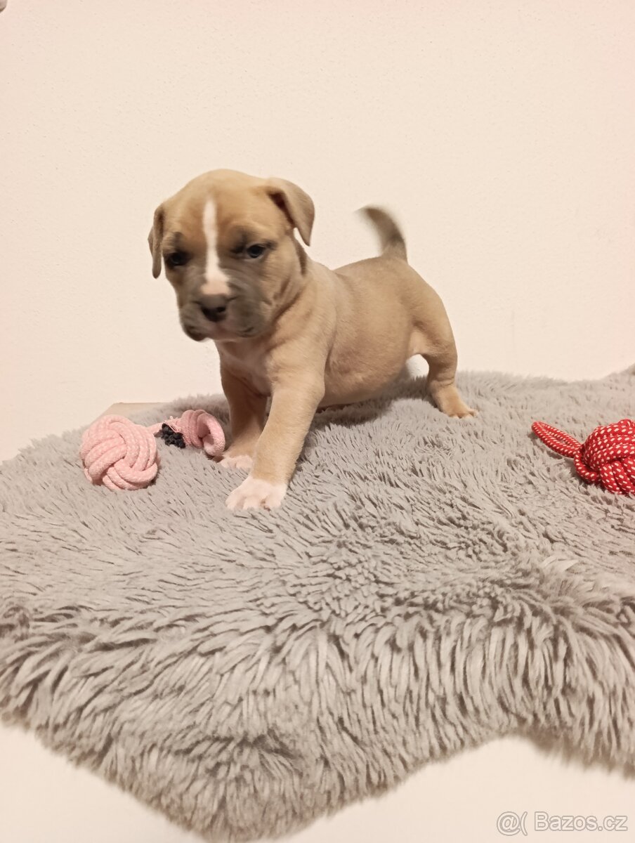 American Bully Standard - 9