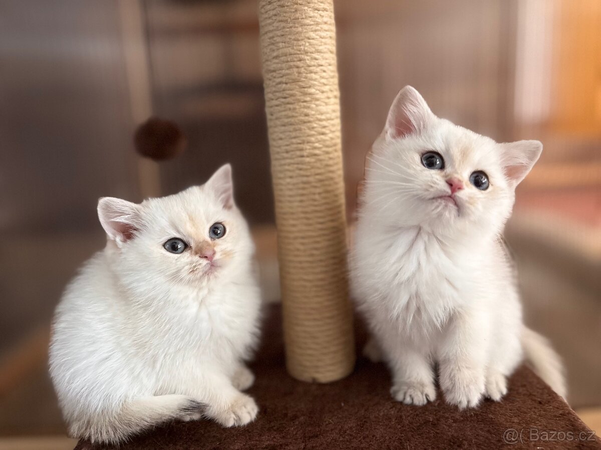 Britská koťata - 9