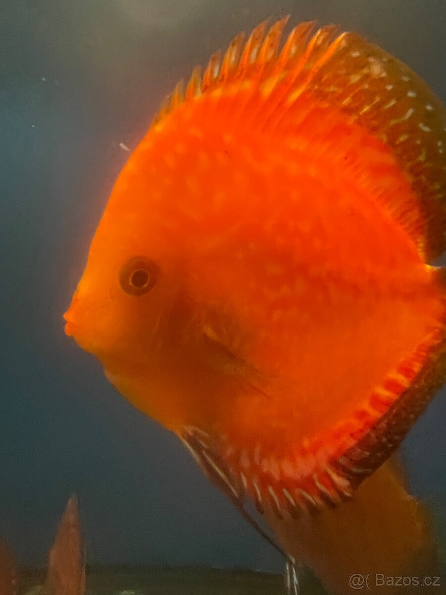 Discus-Terčovec - 9