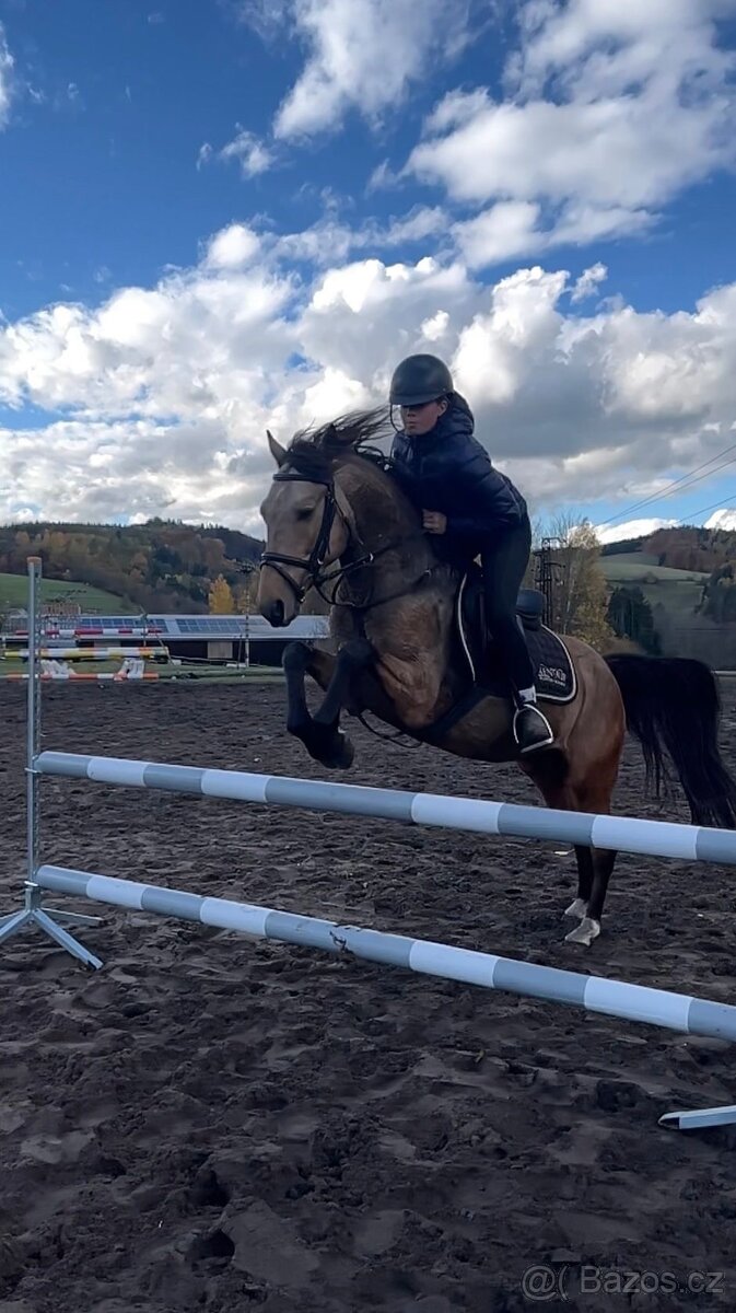 Hřebec/valach ČSP Pony v únoru dvouletý červený plavák - 9