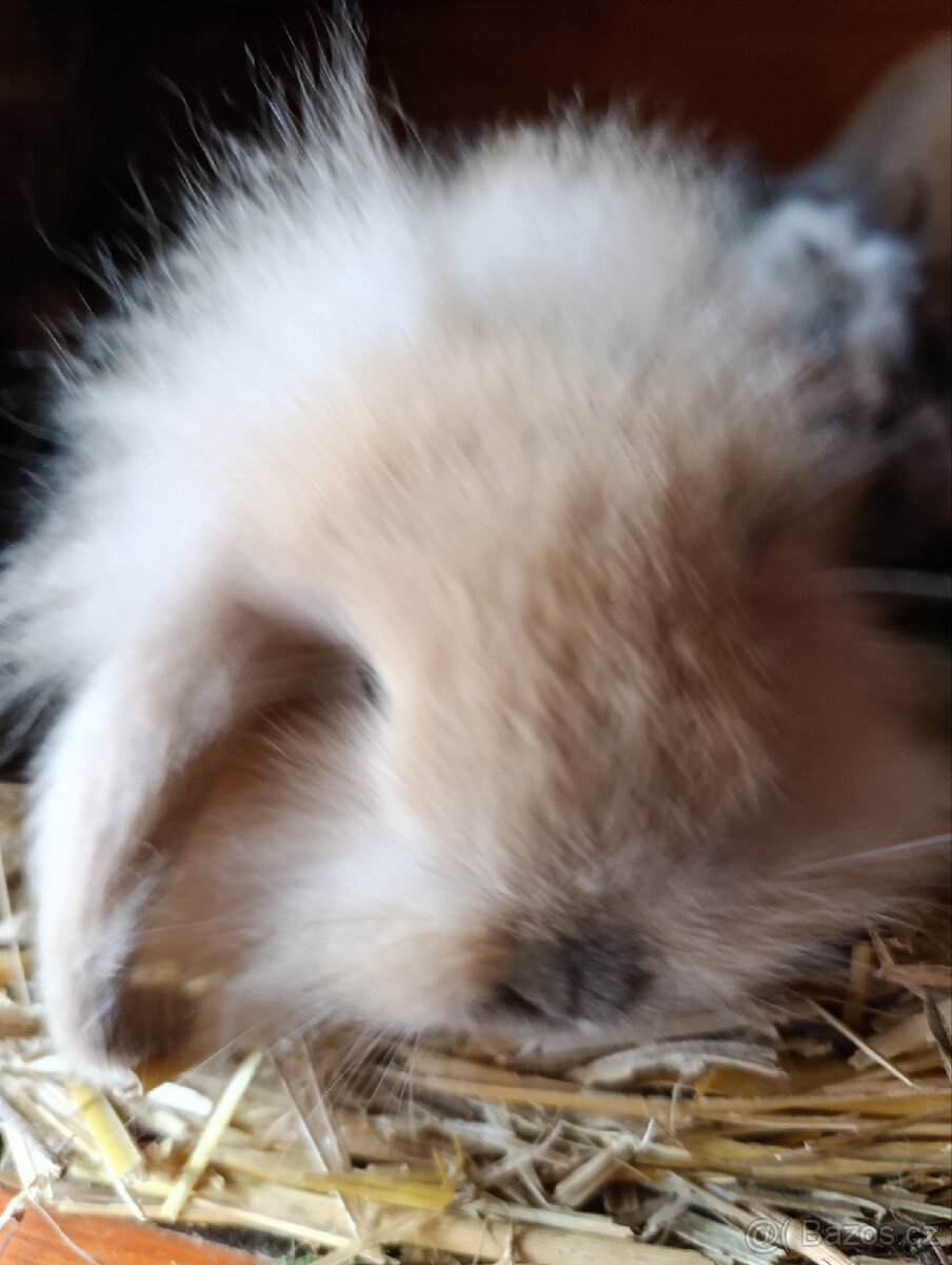 Zakrslí králíčci, lvíček, minilop - 9