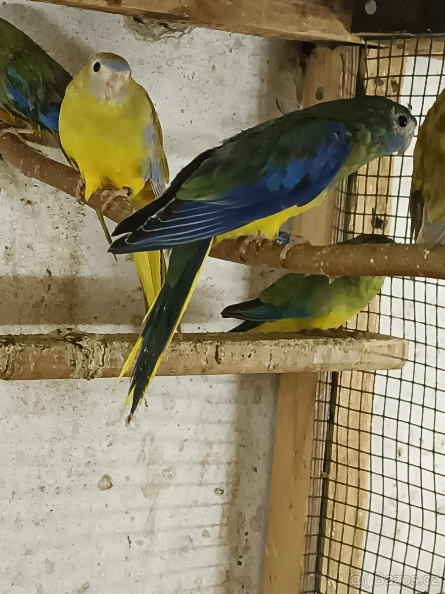 Neoféma tyrkysová - 9