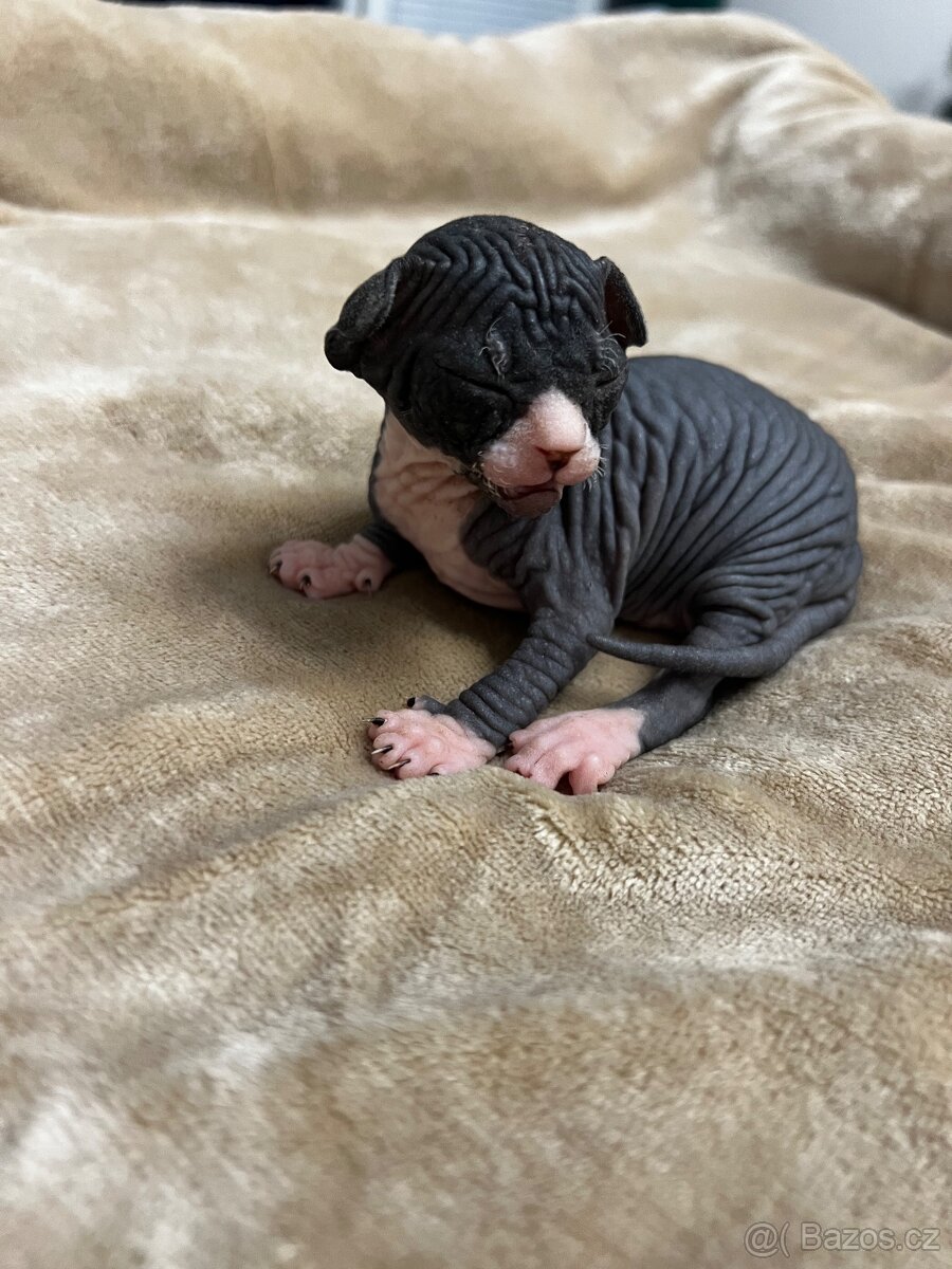 Kanadský sphynx - 9