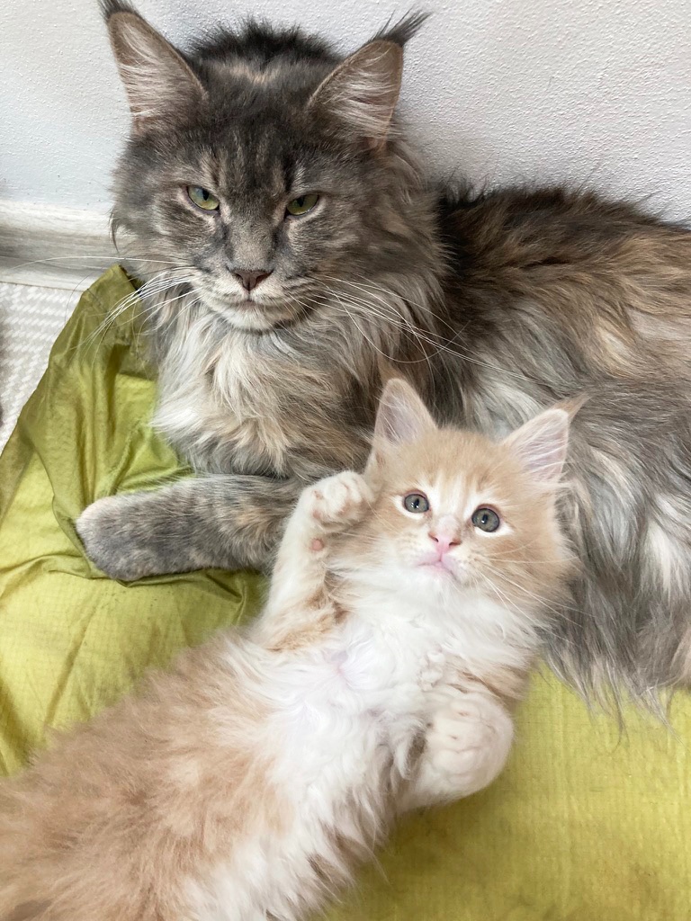 Mainská mývalí, koťata - 9