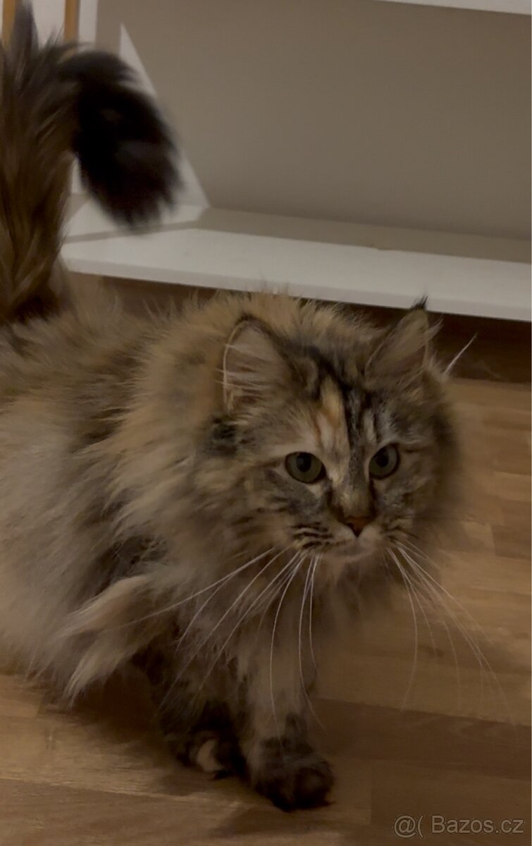 Kočky typu Mainské mývalí bez PP - 9