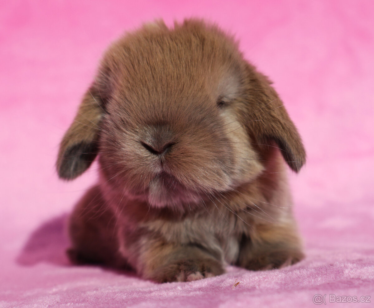 Zakrslí beránci s VP . Samičky . - 9
