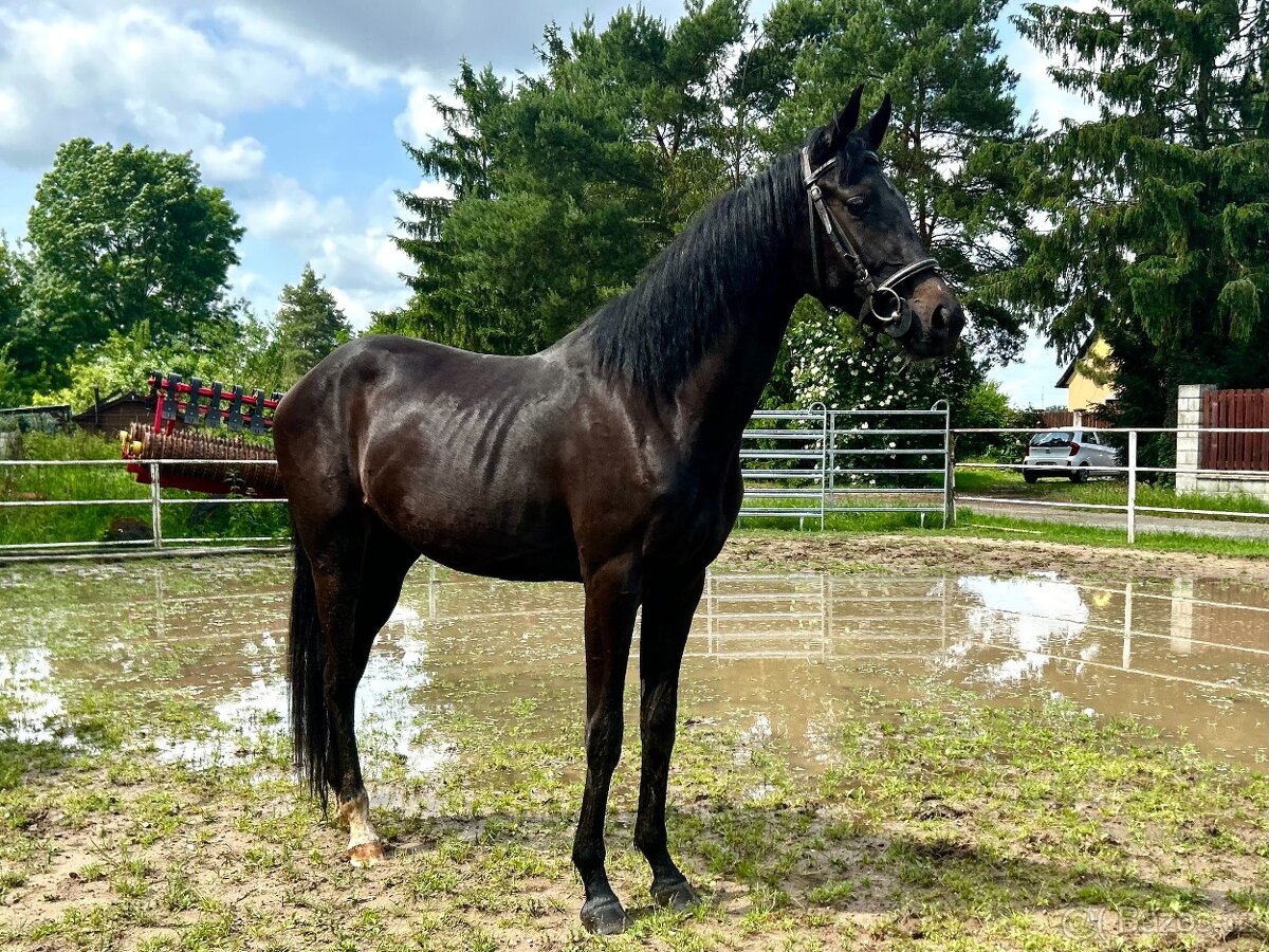 klisny čt vrané - 9