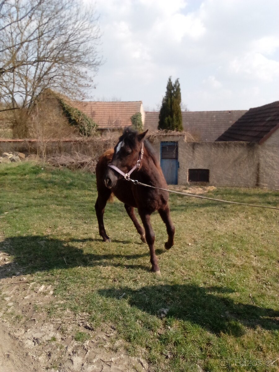 Prodám kobylku WPB - 9