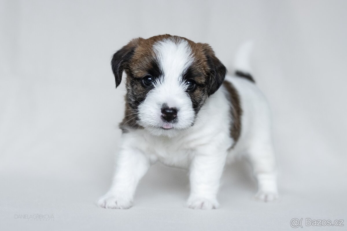 Jack Russell Teriér s PP - 9