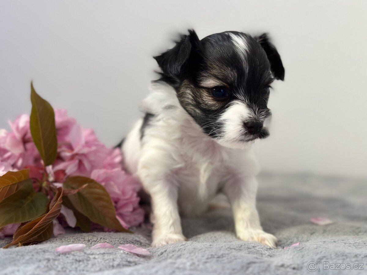 Papillon s PP - 9