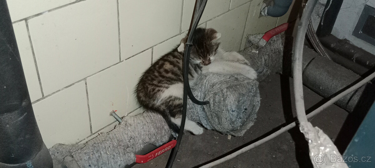 DARUJEME koťátka, koťátko, kotě, kocourka, kočičku - 9