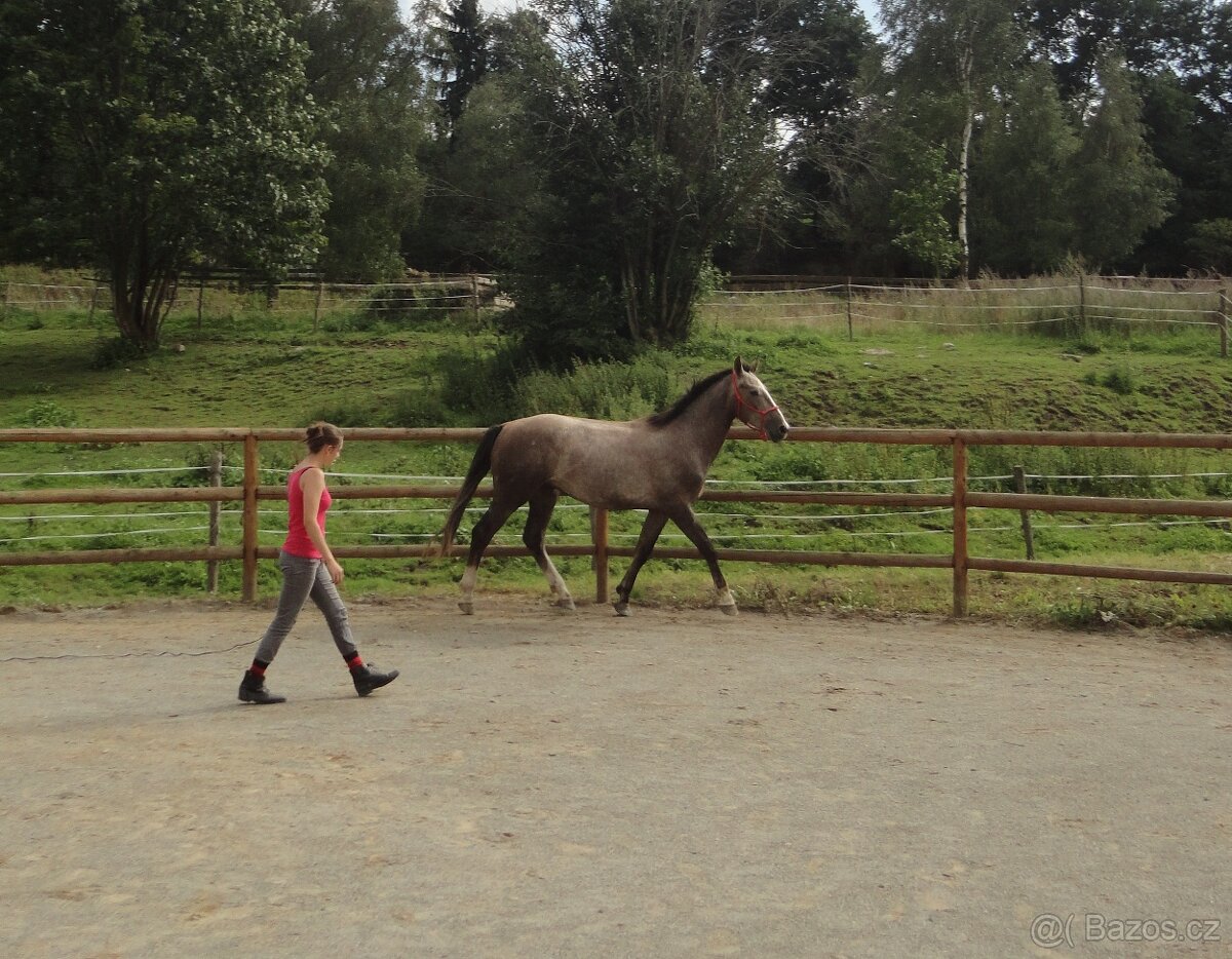 Ustájení koní na Šumavě - 9