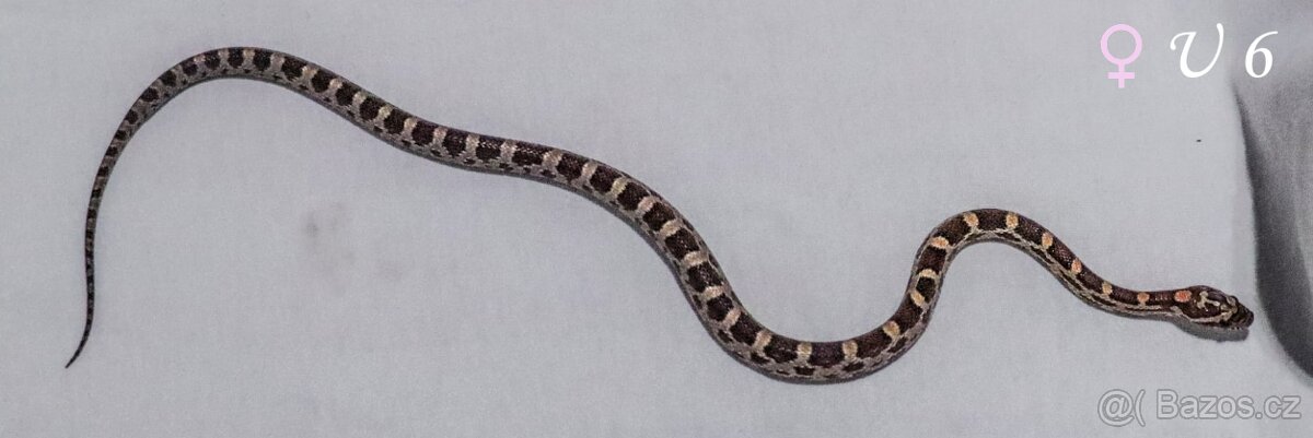 Užovka červená - mláďata - 9
