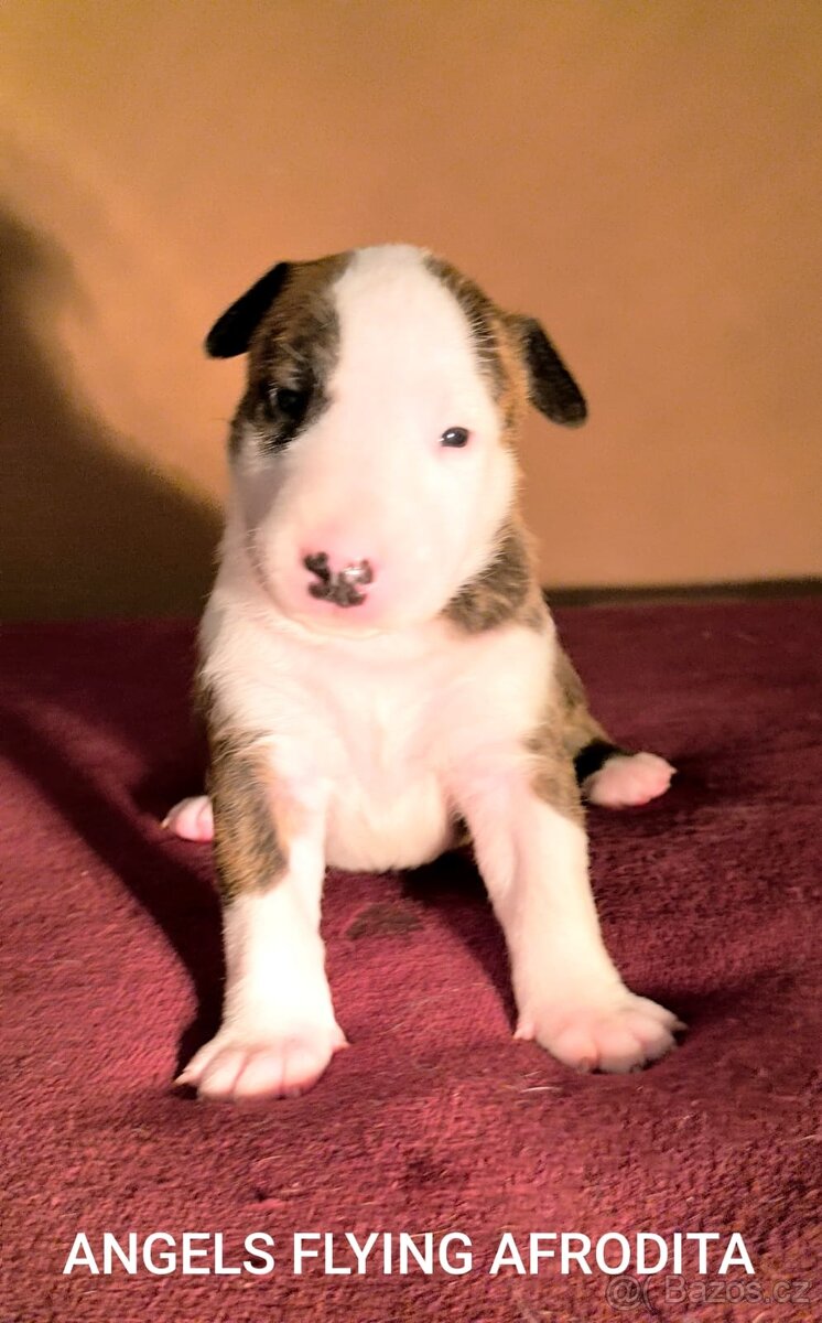 Anglický Bulteriér - 9