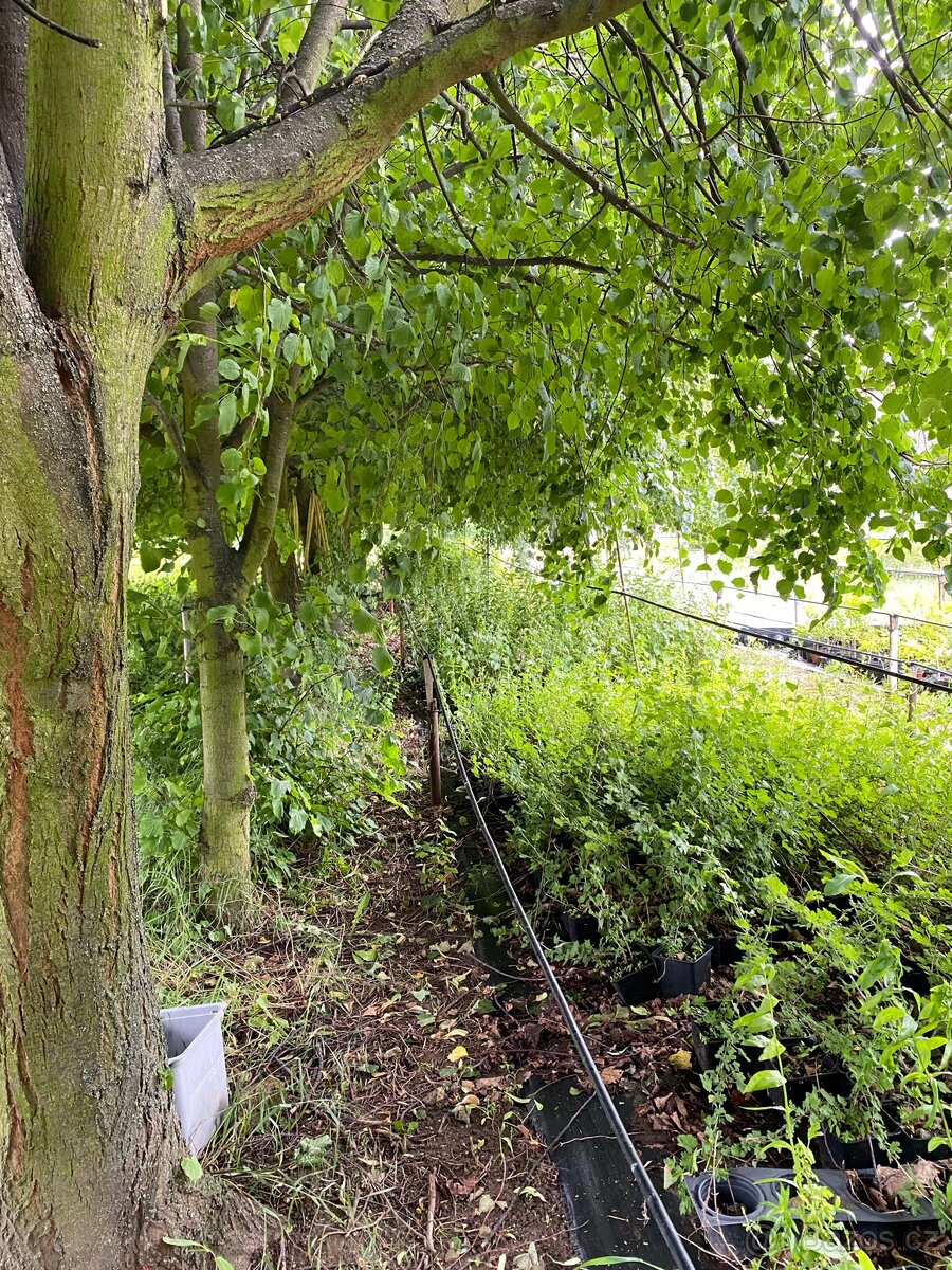 Sekání trávy, údržba zahrad - 9