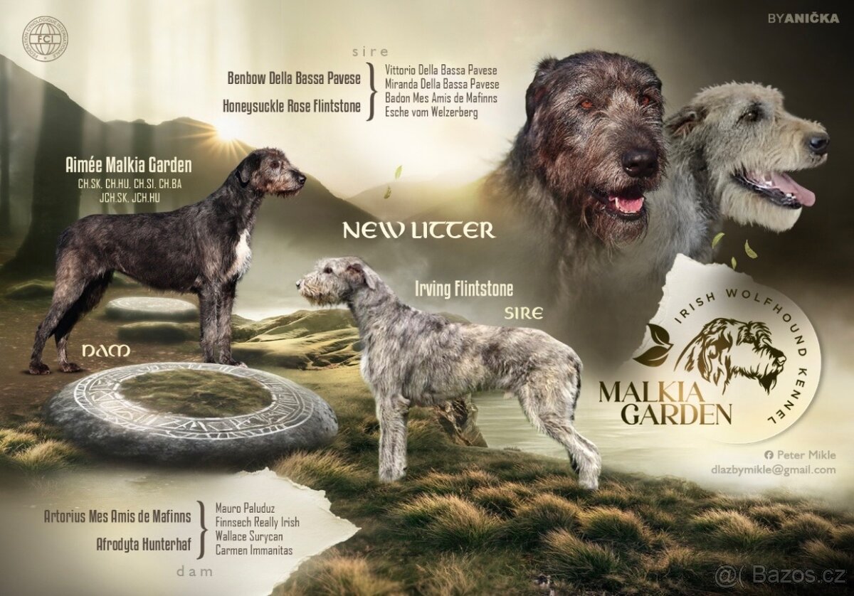 Írsky vlkodav s PP - 9