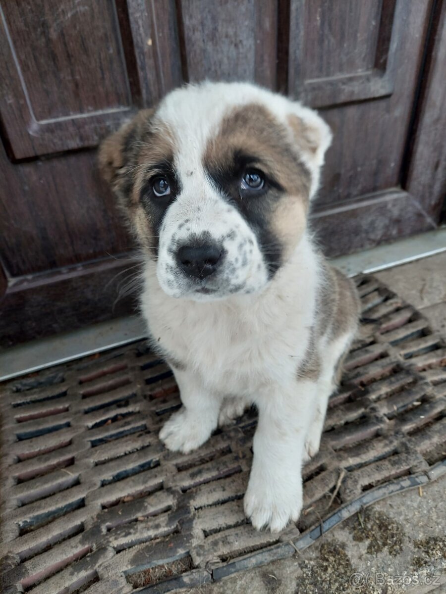 SAO/středoasijský pastevecký pes - 9