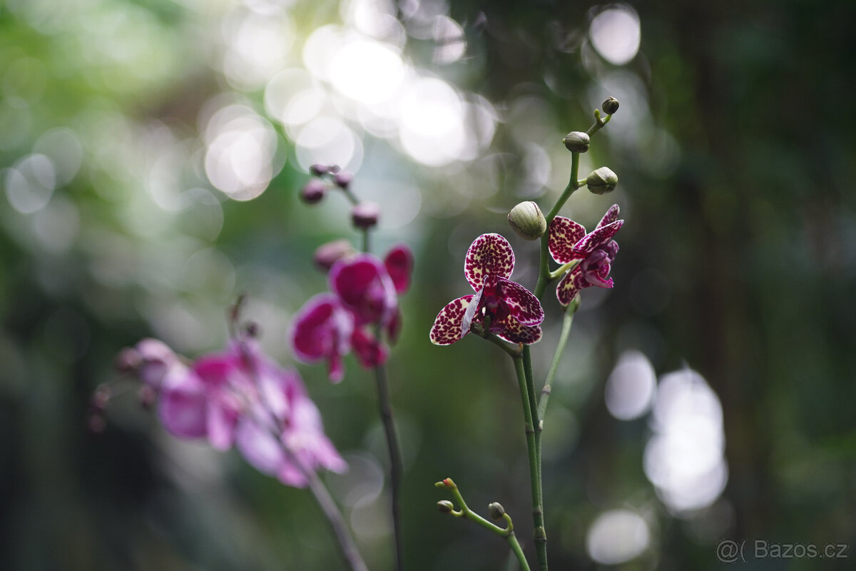 Asahi Takumar 135mm f/3.5 – starší verze s 8 lamelami, top - 9