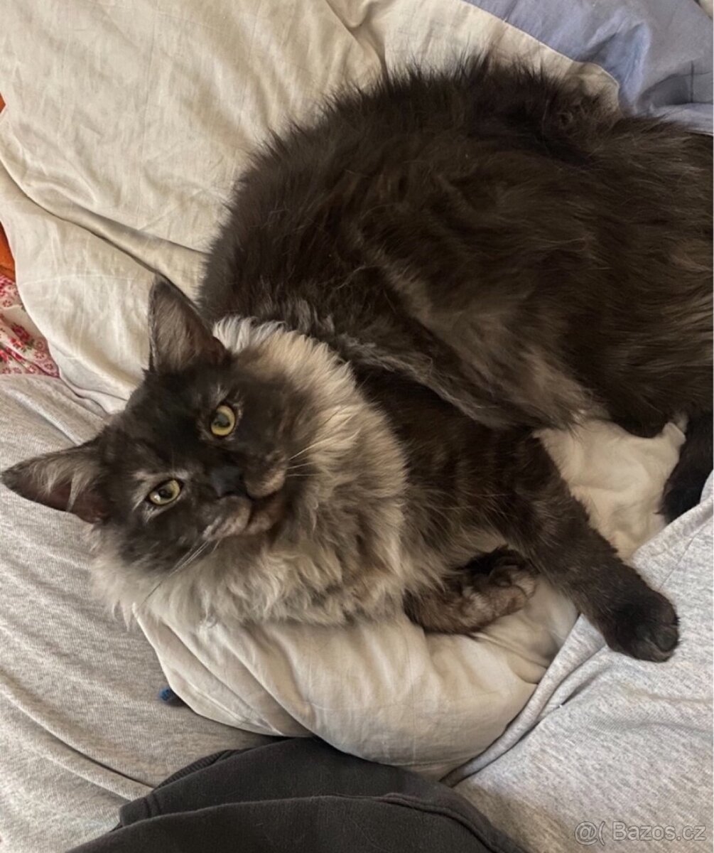 Mainská mývalí koťátka - 9