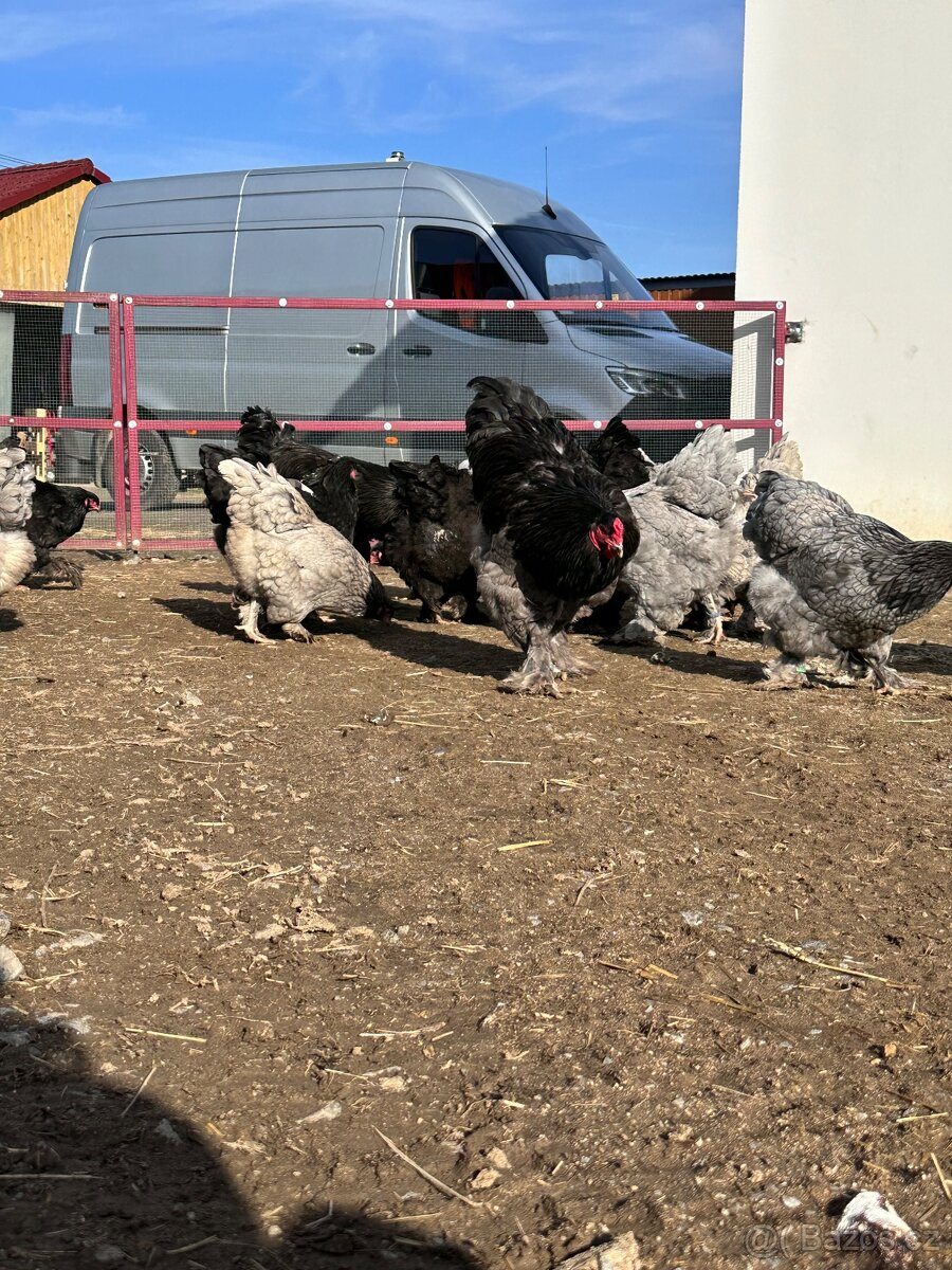 Brahmánka velká modrá a černá - 9