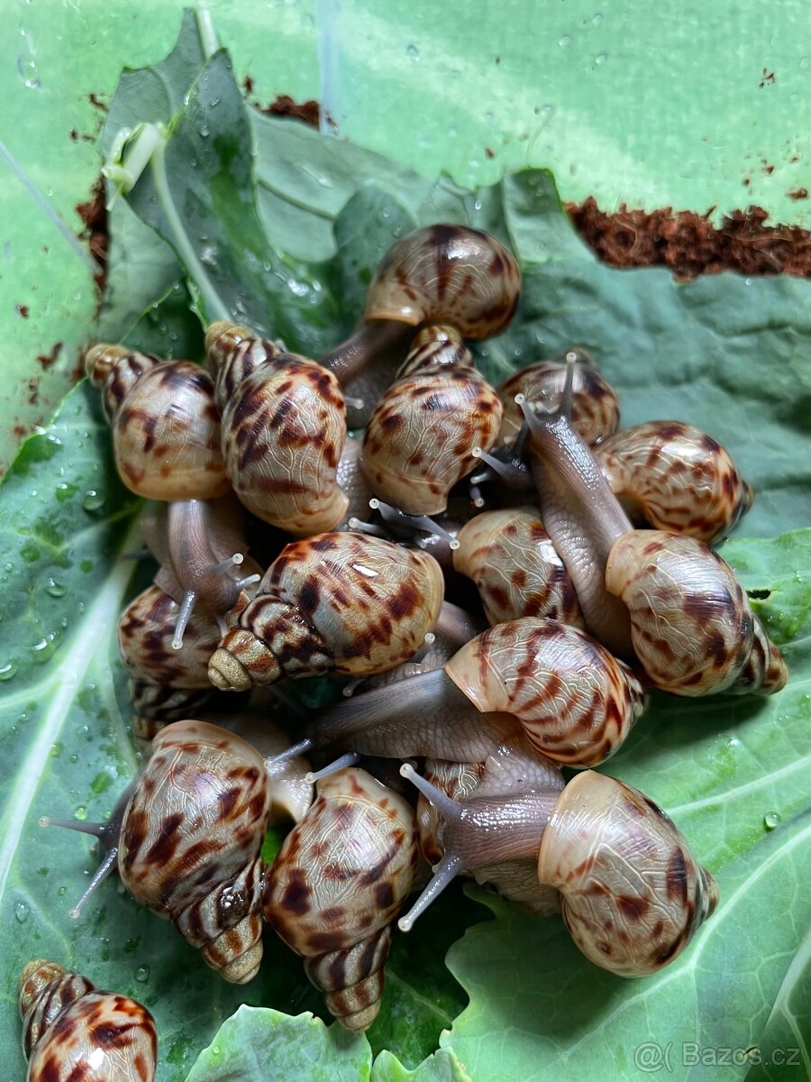 Oblovka síťkovaná (Lissachatina reticulata) 🐌 - 9