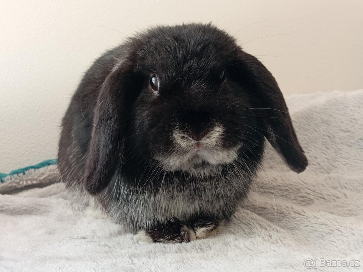 Volný Sameček - Anglický Zakrslý Beránek MiniLop🍑🧡🤍 - 9