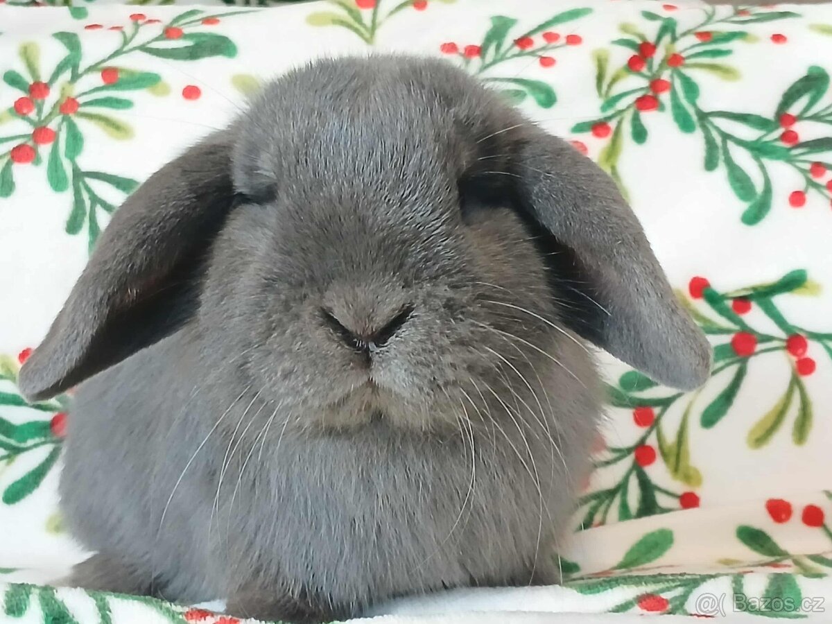 Volná samička - Anglický Zakrslý Beránek MiniLop🍑🧡🤍 - 9