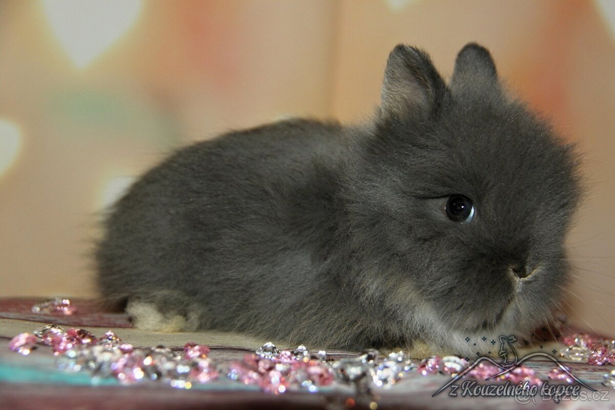 Zakrslí králíčci Teddy s VP -> doprava po ČR zajištěna - 9